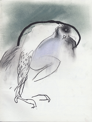Birdie of prey    1999    oil crayon, graphite & pastel    31 x 24cm