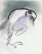 Birdie of prey    oil crayon, graphite & pastel    31 x 24cm
